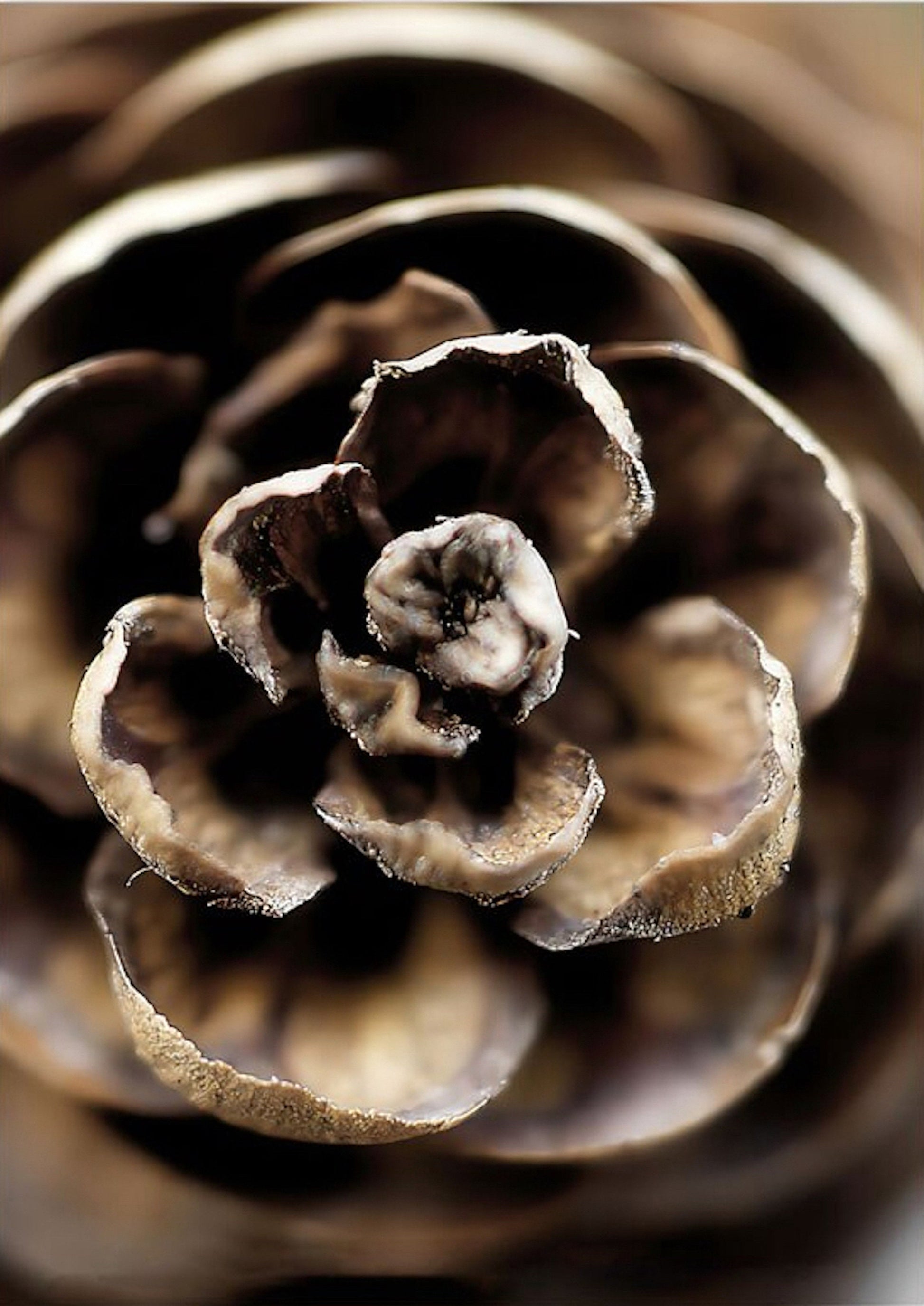 Nahaufnahme eines Tannenzapfens, der die Schönheit der Natur widerspiegelt, passend zu unserem Poster "Winter Tannenzapfen Baumstämme Frostblätter" von justgoodmood.