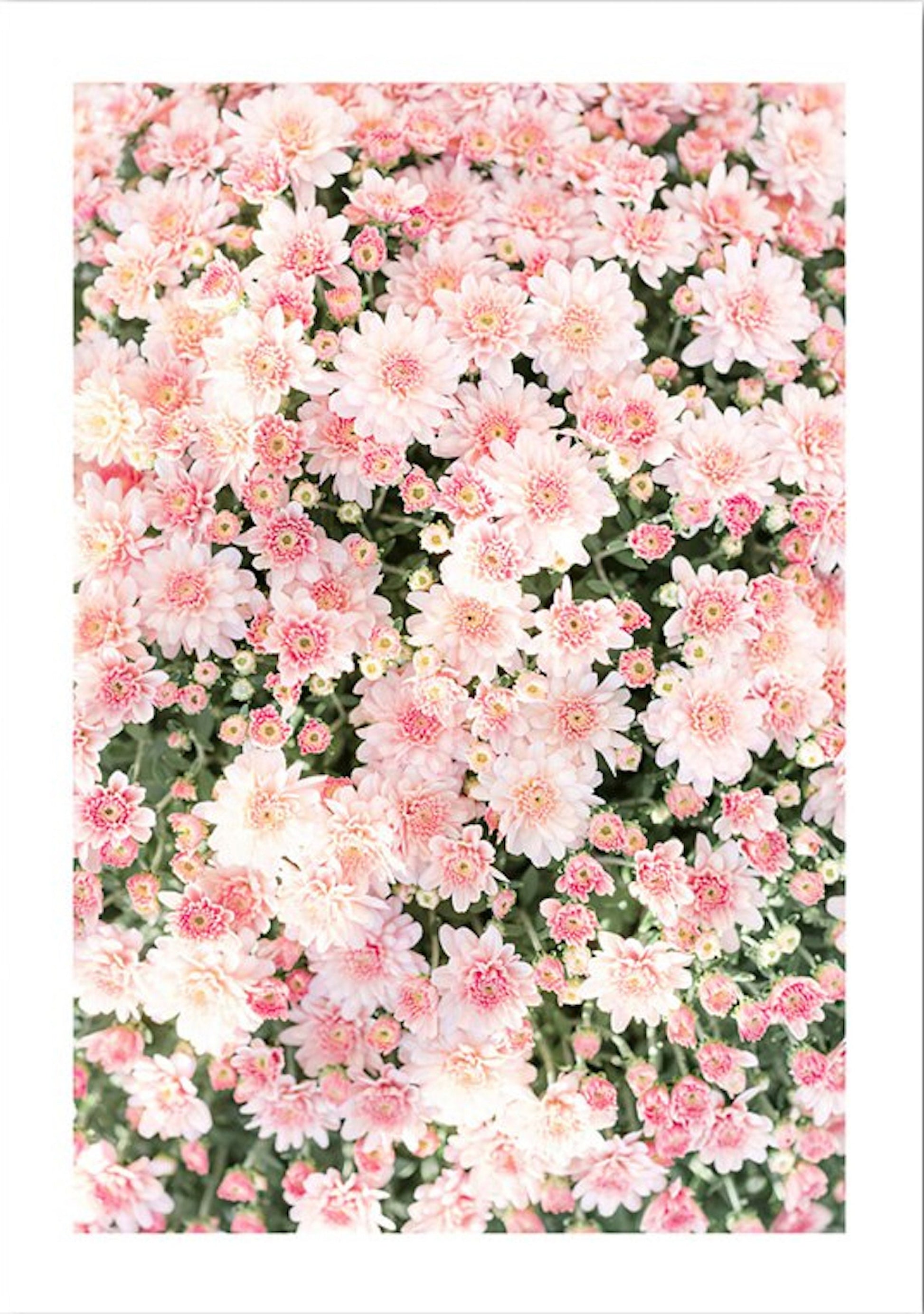 Wunderschönes Poster mit pinken Blumen von justgoodmood, perfekt für eine fröhliche Wandgestaltung in Ihrem Zuhause, ideal als Deko Print ohne Rahmen.