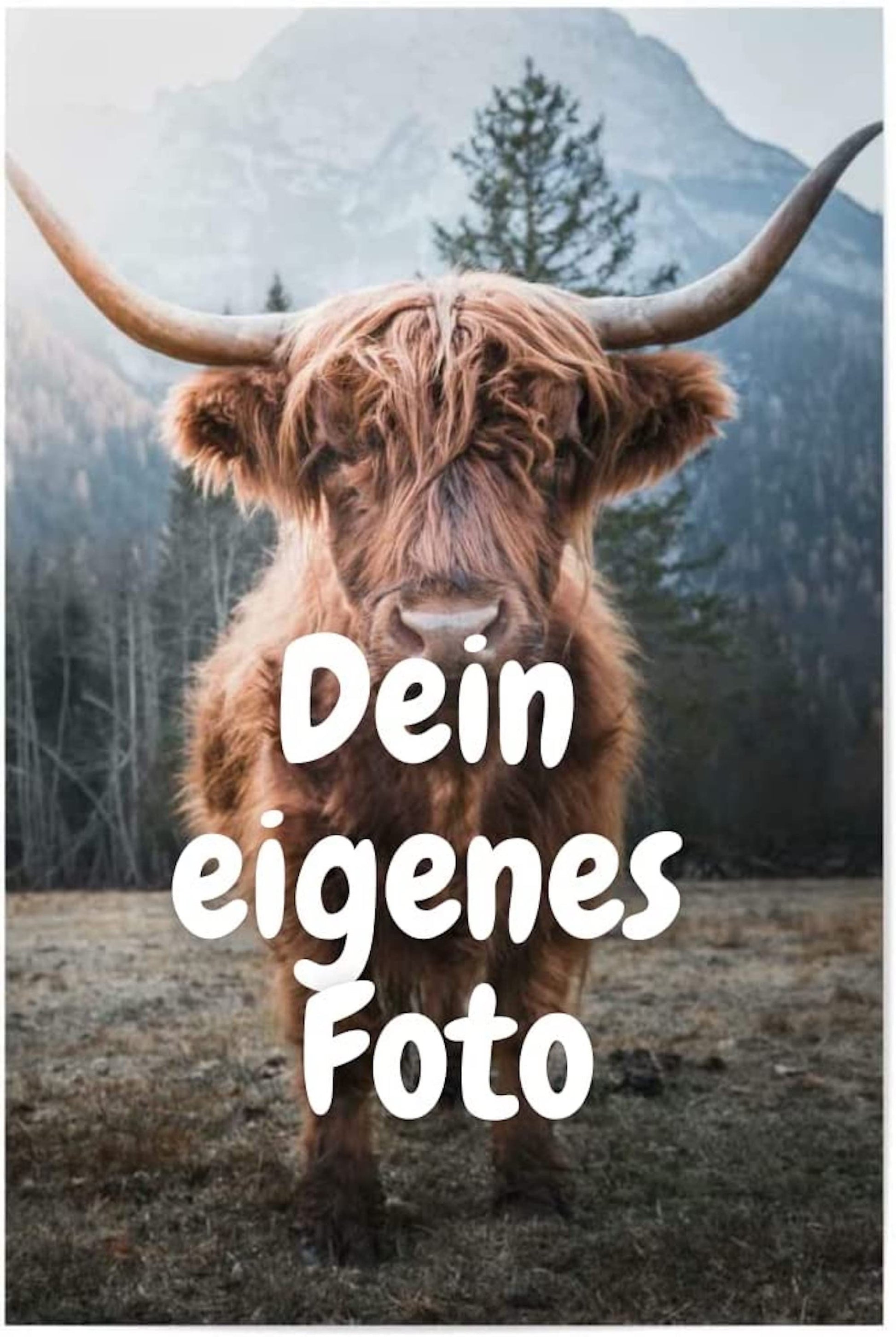 Niedliches Highlandrind in der Natur mit dem Text 'Dein eigenes Foto' als Dekoration. Poster Wunschmotiv von justgoodmood für eine persönliche Raumgestaltung.