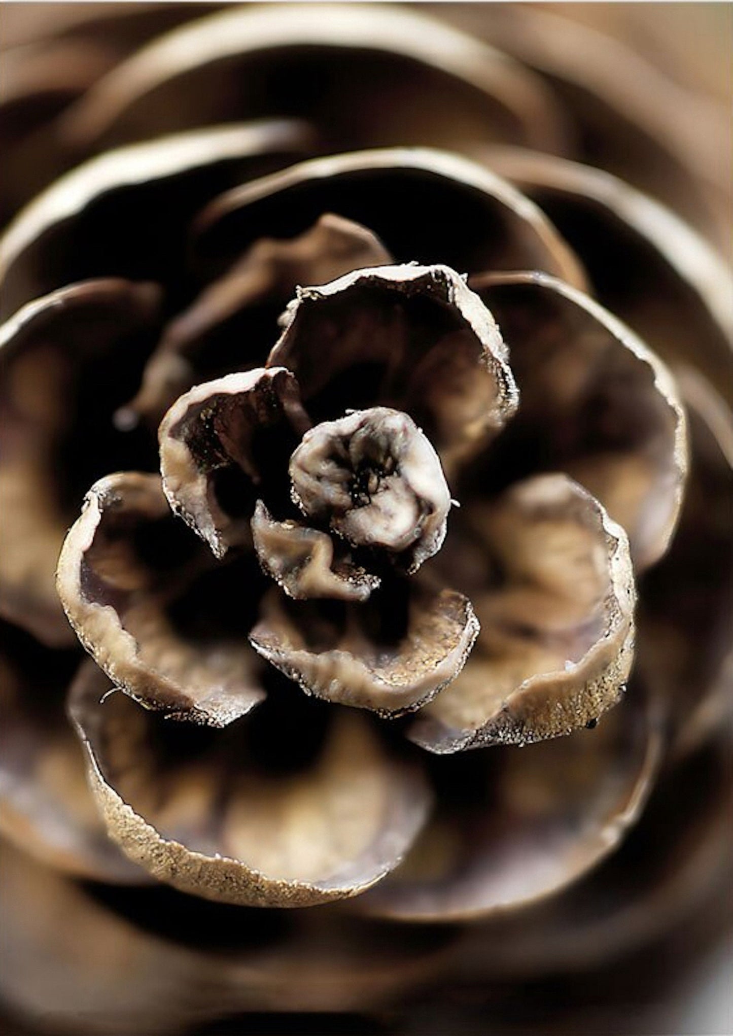 Nahaufnahme eines Zapfens, der die feinen Details und die natürliche Schönheit zeigt. Ein tolles Motiv für winterliche Wände, inspiriert durch das Poster Winter Frostblätter Rentier Frostblätter von justgoodmood.