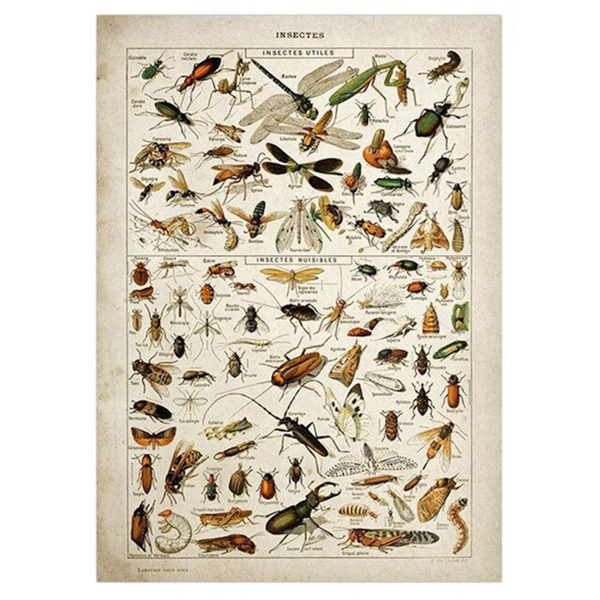 Detailreiches Insekten-Poster mit nützlichen und schädlichen Insekten von justgoodmood – Perfekte Deko für leidenschaftliche Naturfreunde.