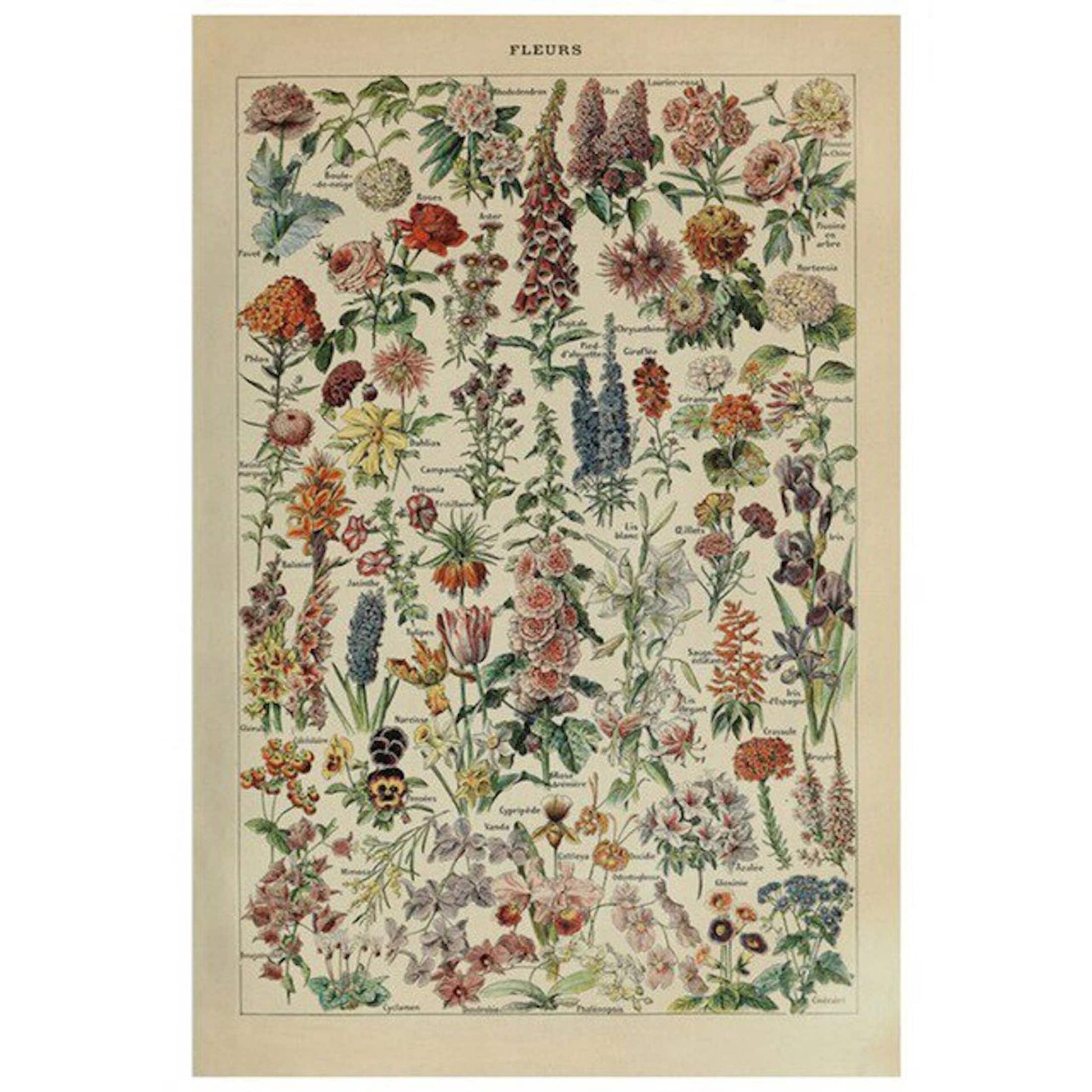 Buntes Blumen-Poster mit verschiedenen Pflanzenarten von justgoodmood – Ideal für die Verschönerung Ihres Wohnraums.