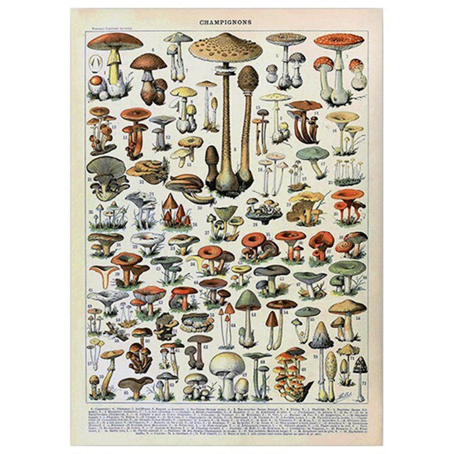 Poster Insekten Schmetterlinge Champignons und Blumen als Deko Print ohne Rahmen