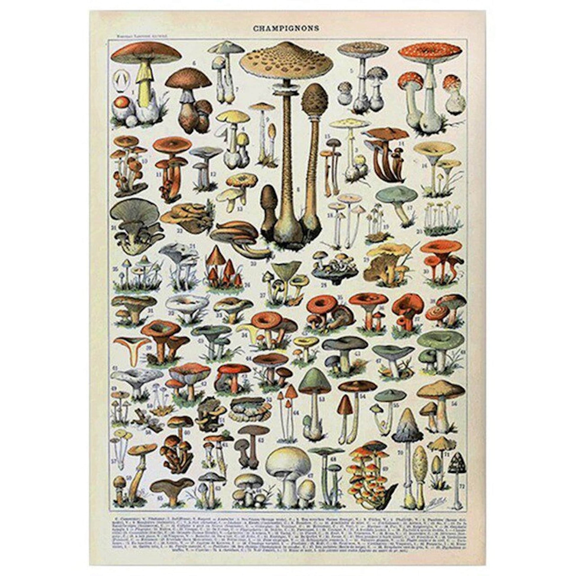 Vielfältiges Champignon-Poster mit verschiedenen Pilzarten von justgoodmood – Ein einzigartiges Kunstwerk für jeden Raum.