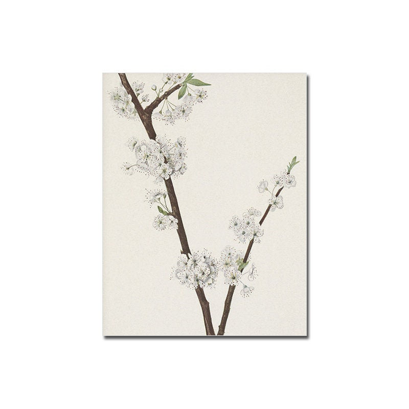 Zierlicher Zweig mit weißen Blüten auf klassischem Hintergrund, ideal für eine frühlingshafte Wandgestaltung. Holen Sie sich unser Vintage Poster Wand Kunst Set von justgoodmood.