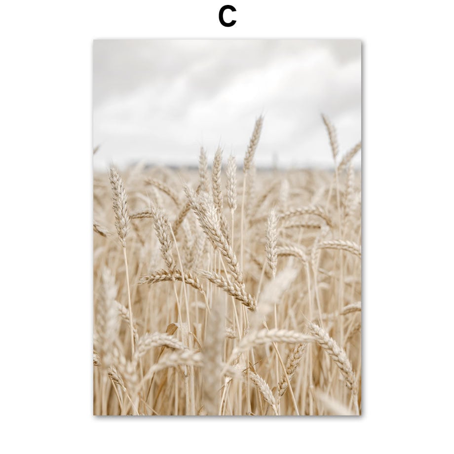 Ästhetisches Bild von goldenen Weizenfeldern unter einem bewölkten Himmel. Bringt rustikalen Charme in Ihr Zuhause, Poster Pampasgras Beige Liebe von justgoodmood.