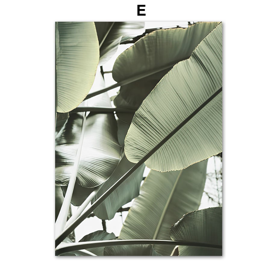 Schöne und große Bananenblätter in sanften Grüntönen, traumhaftes Poster von justgoodmood für das Wandbild "Meer Blätter Überwasser Bungalow Strandschaukel".