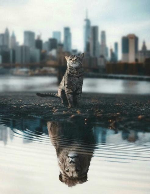 Faszinierendes Poster von JustGoodMood: "Motivation Katze Löwe Wasser Spiegel"; eine Katze steht an einem ruhigen Wasserlauf, das sich als Löwe reflektiert, mit einer Stadtlandschaft im Hintergrund.