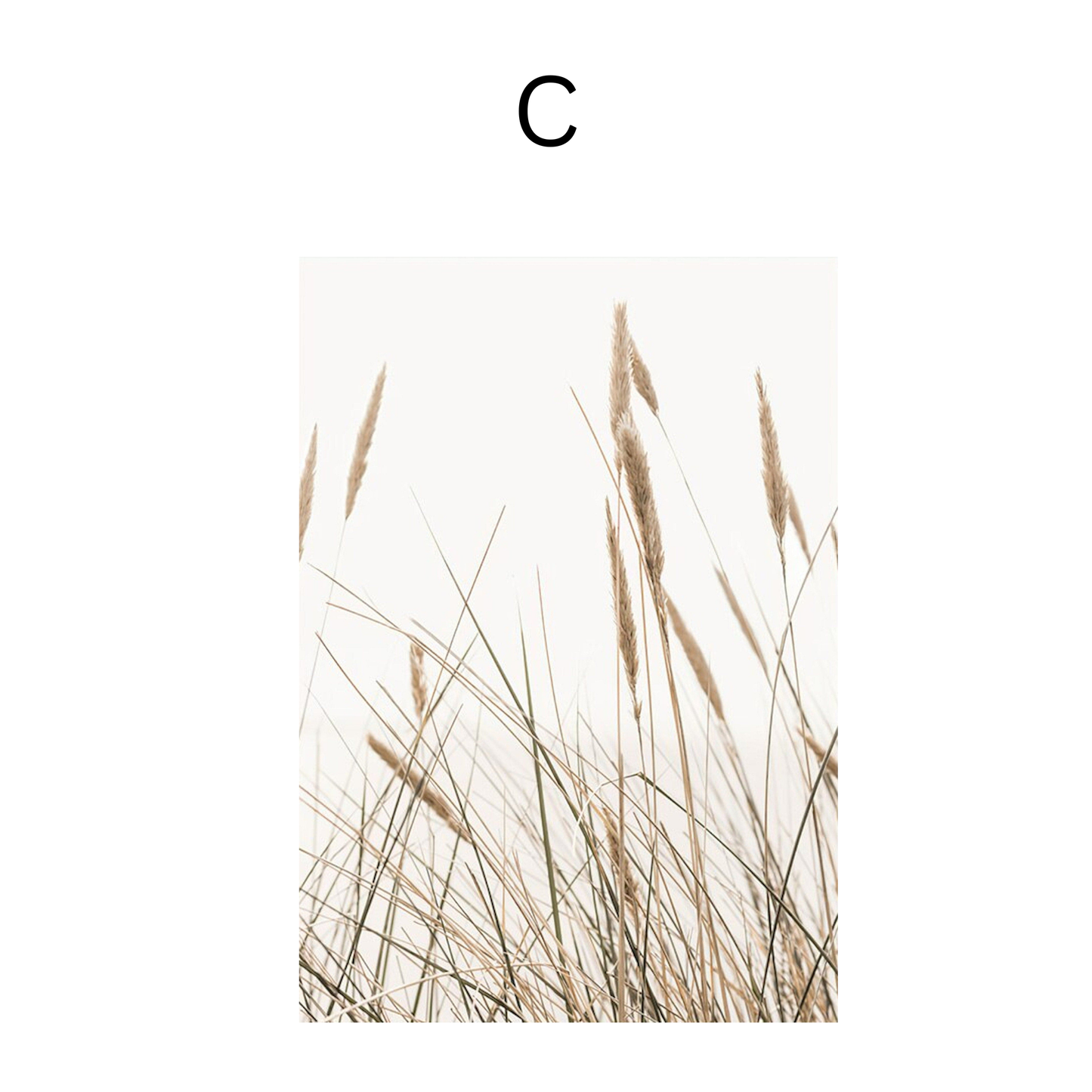 Poster Pampas Gras und Trockenblumen als Deko Print ohne Rahmen