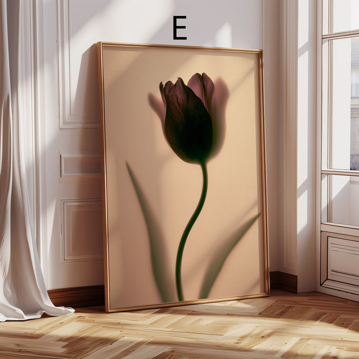 Geschenkidee · Rosen und Tulpen hinter Glas Poster Ästhetische Natur Fotografie · Dekoprint ohne Rahmen | JUSTGOODMOOD