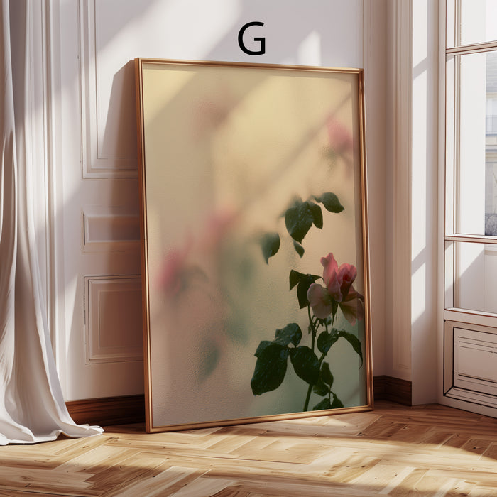 Geschenkidee · Rosen hinter Glas und Wassertropfen Poster Ästhetische Natur Fotografie · Dekoprint ohne Rahmen | JUSTGOODMOOD