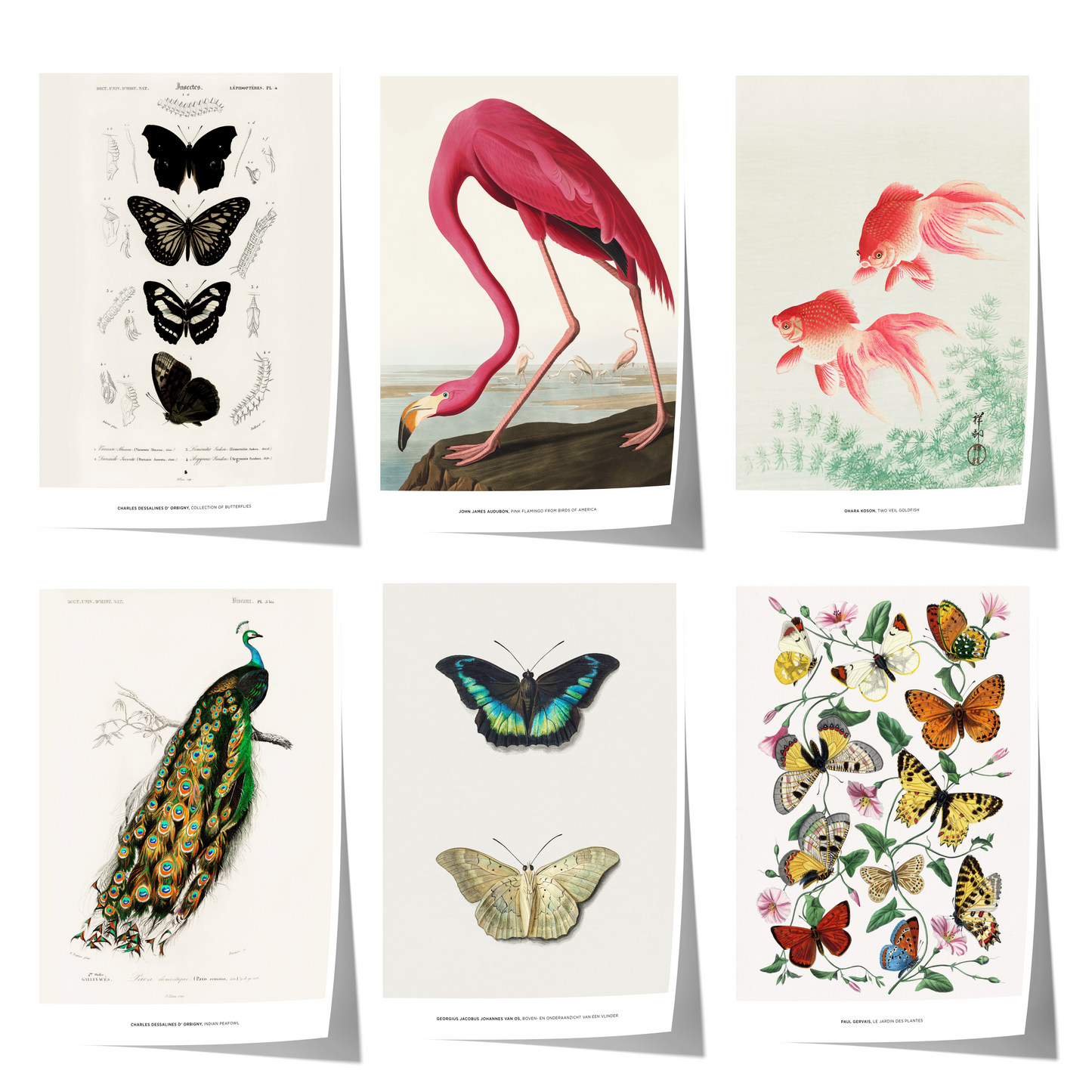 Vintage Tier Poster · Geschenkidee · Schmetterlinge Flamingo, Pfau Botanische Illustrationen · Dekoprint ohne Rahmen