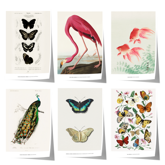 Vintage Tier Poster · Geschenkidee · Schmetterlinge Flamingo, Pfau Botanische Illustrationen · Dekoprint ohne Rahmen