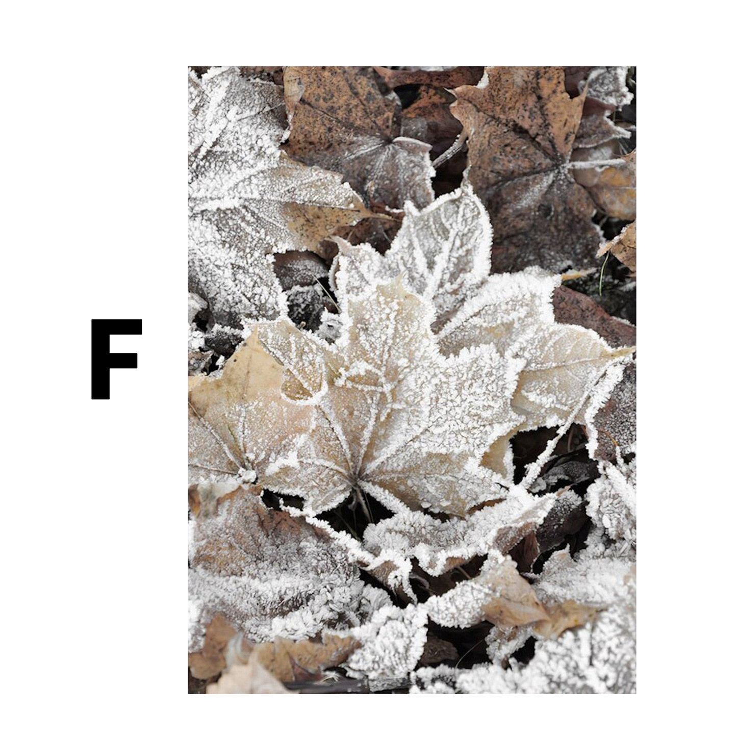 Winter Tannenzapfen Baumstämme Frostblätter Poster · Bilder Wohnzimmer · Wandbilder Schlafzimmer · Deko Print ohne Rahmen