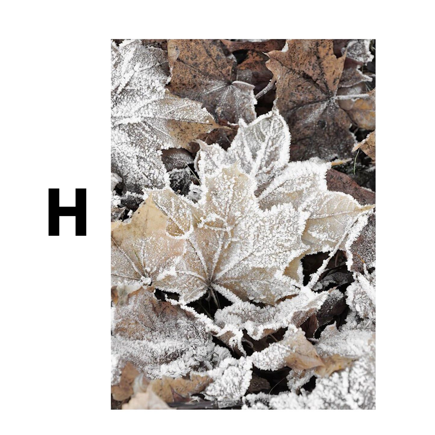 Poster Winter Holz Hütte im Schnee Rentier Tannenzapfen · Bilder Wohnzimmer · Wandbilder Schlafzimmer · Deko Print ohne Rahmen
