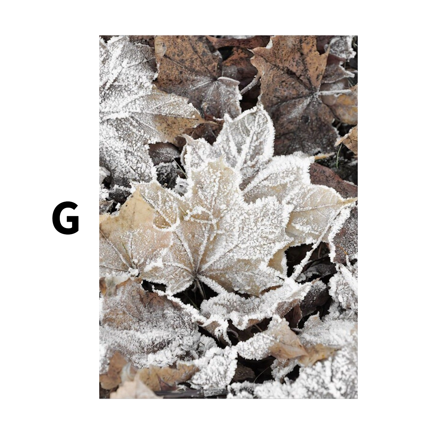Winter Frostblätter Rentier Frostblätter Poster  · Bilder Wohnzimmer · Wandbilder Schlafzimmer · Deko Print ohne Rahmen