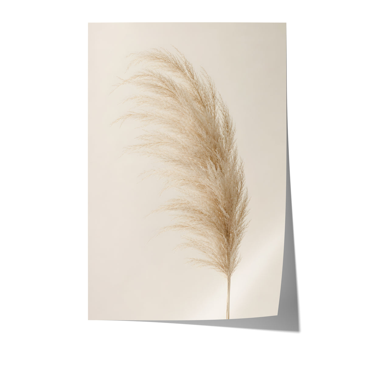Poster mit einem einzelnen flauschigen Pampaswedel in Cremebeige vor hellem Hintergrund auf weißem Hintergrund.