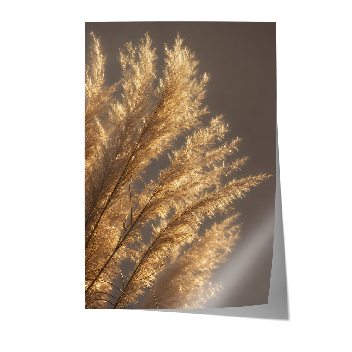 Poster mit golden beleuchteten feinen Pampasfasern vor dunklem Hintergrund auf weißem Hintergrund.