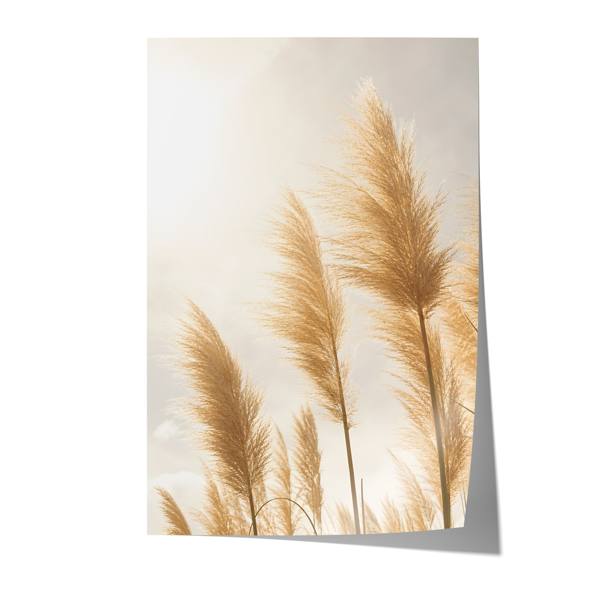 Poster mit goldenen Pampasgräsern im hellen Gegenlicht auf weißem Hintergrund.