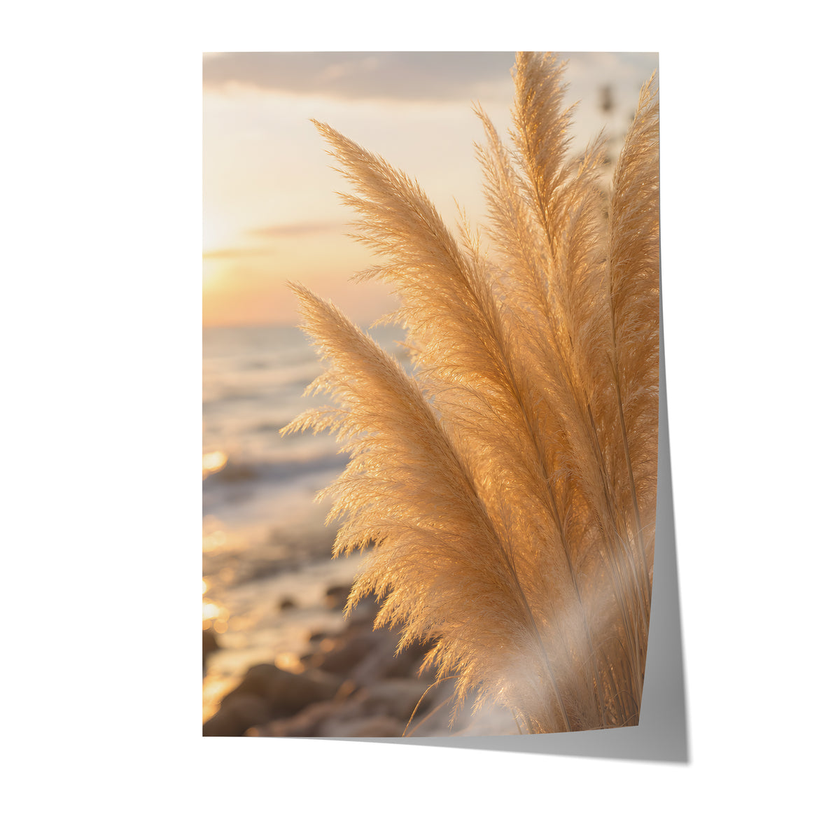 Poster mit goldenen Pampaswedeln in Nahaufnahme am Strand im warmen Abendlicht auf weißem Hintergrund.
