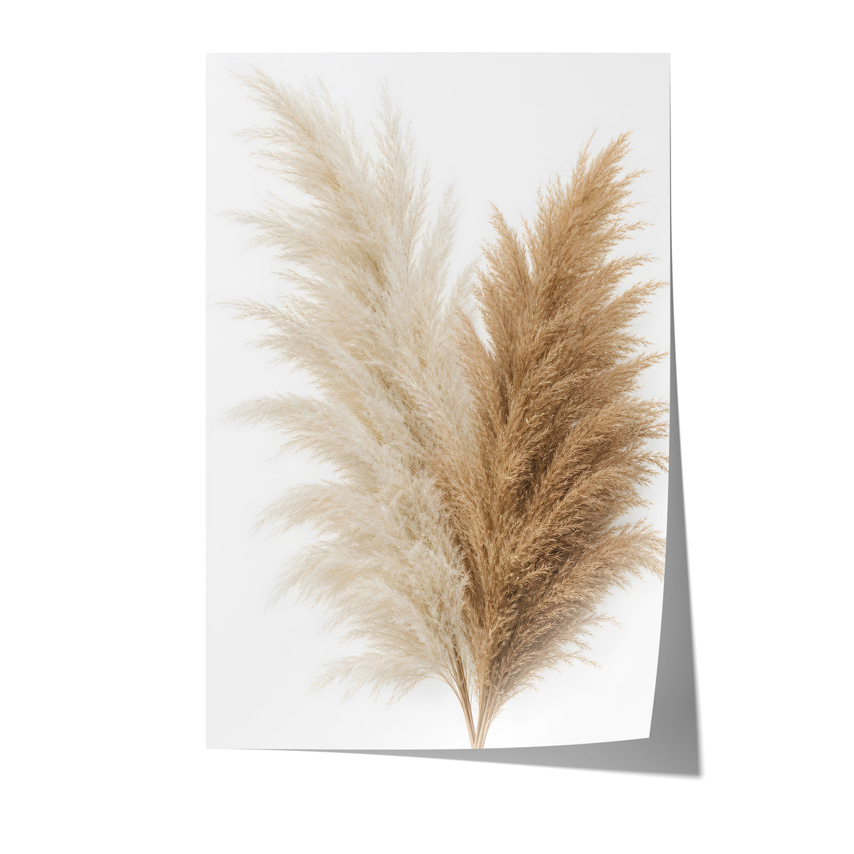 Poster mit einem Bouquet aus cremeweißen und naturbraunen Pampaswedeln vor weißem Hintergrund auf weißem Hintergrund.