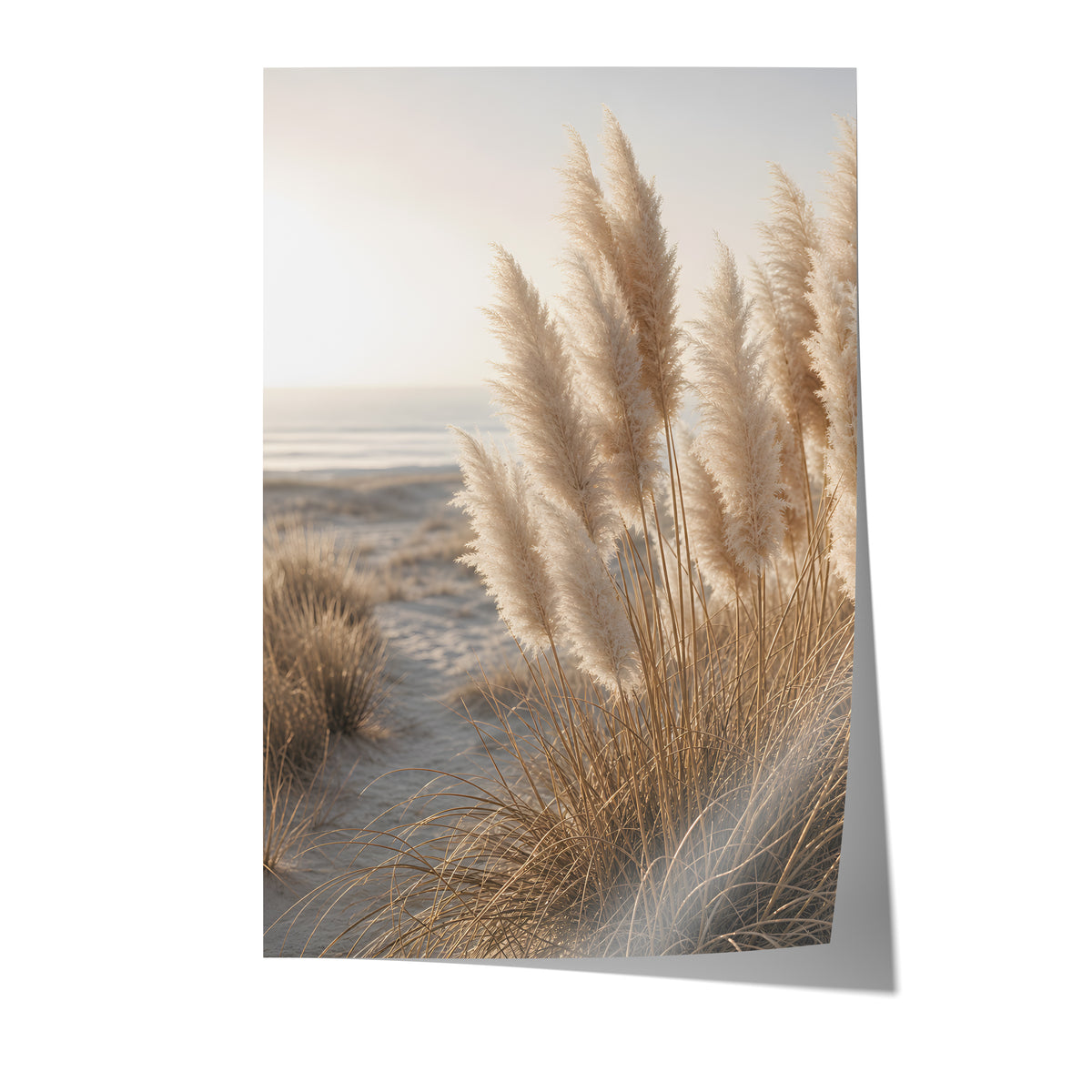 Poster mit hellen Pampasgräsern in sandigen Dünen am Meer auf weißem Hintergrund.