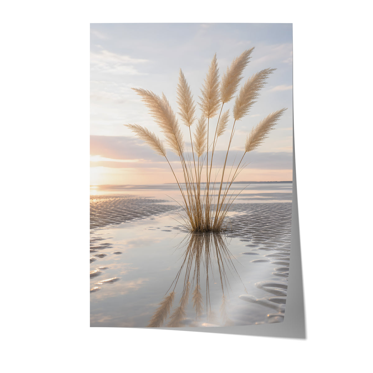 Poster mit einem Pampasgrasbüschel mit Spiegelung im nassen Strandsand bei Sonnenuntergang auf weißem Hintergrund.