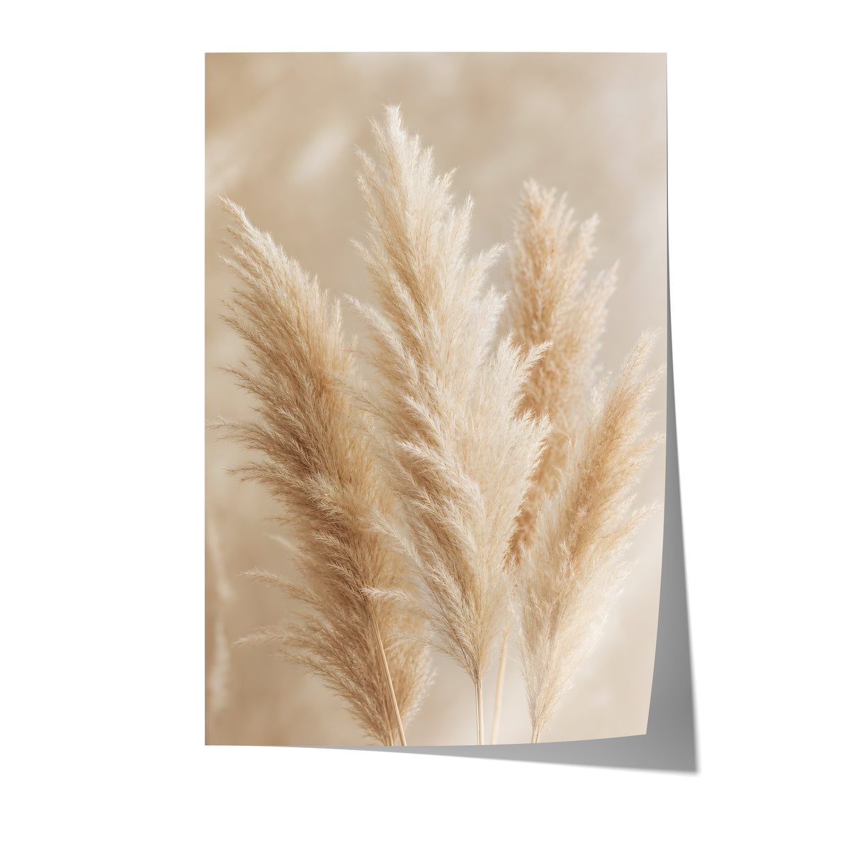 Poster mit mehreren flauschigen Pampaswedeln in Creme und Beige vor weich verschwommenem Hintergrund auf weißem Hintergrund.