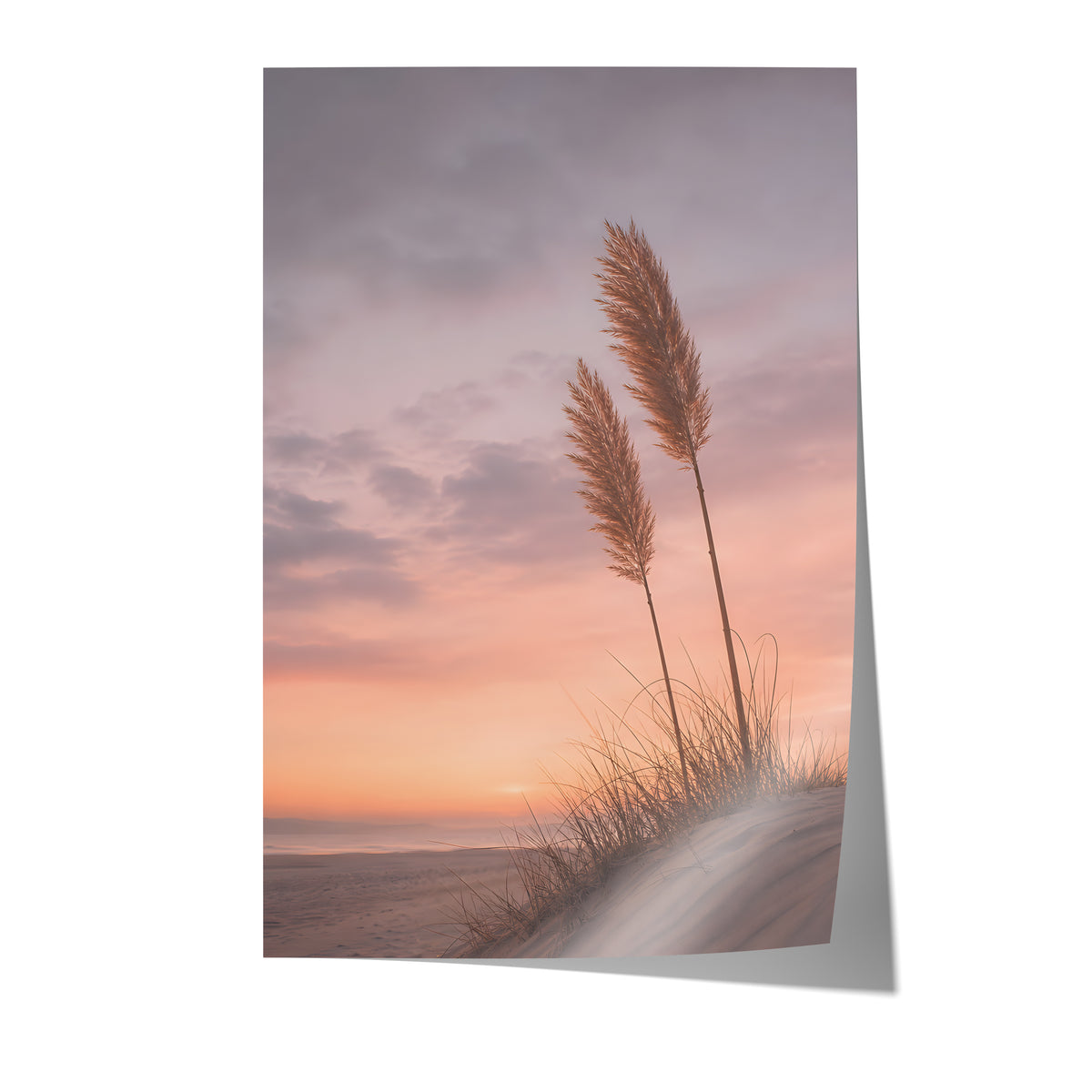 Poster mit zwei Pampaswedeln auf einer Düne vor einem rosa-orangefarbenen Abendhimmel auf weißem Hintergrund.