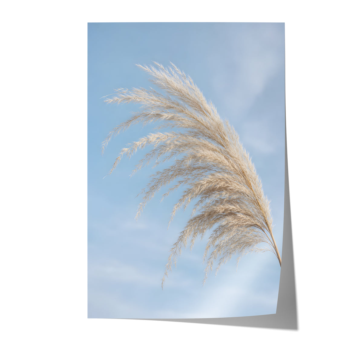 Poster mit einem gebogenen hellen Pampaswedel vor blauem Himmel auf weißem Hintergrund.