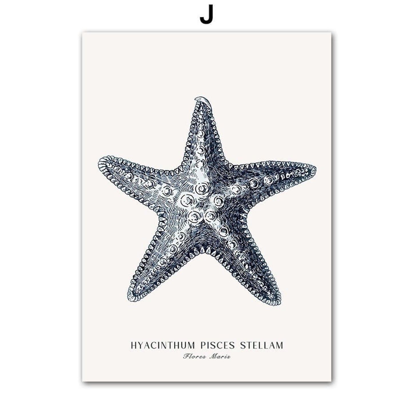 Poster Strand Hütte · Muscheln · Korallen · Ozean · Meer als Deko Print ohne Rahmen