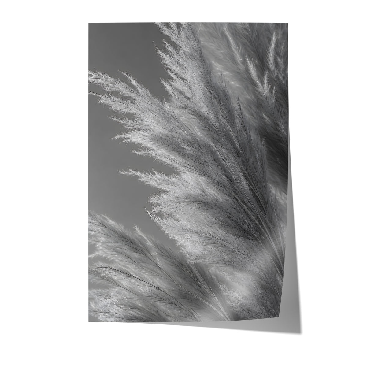 Poster mit silbergrauen Pampasfasern in einer dichten monochromen Nahaufnahme auf weißem Hintergrund.