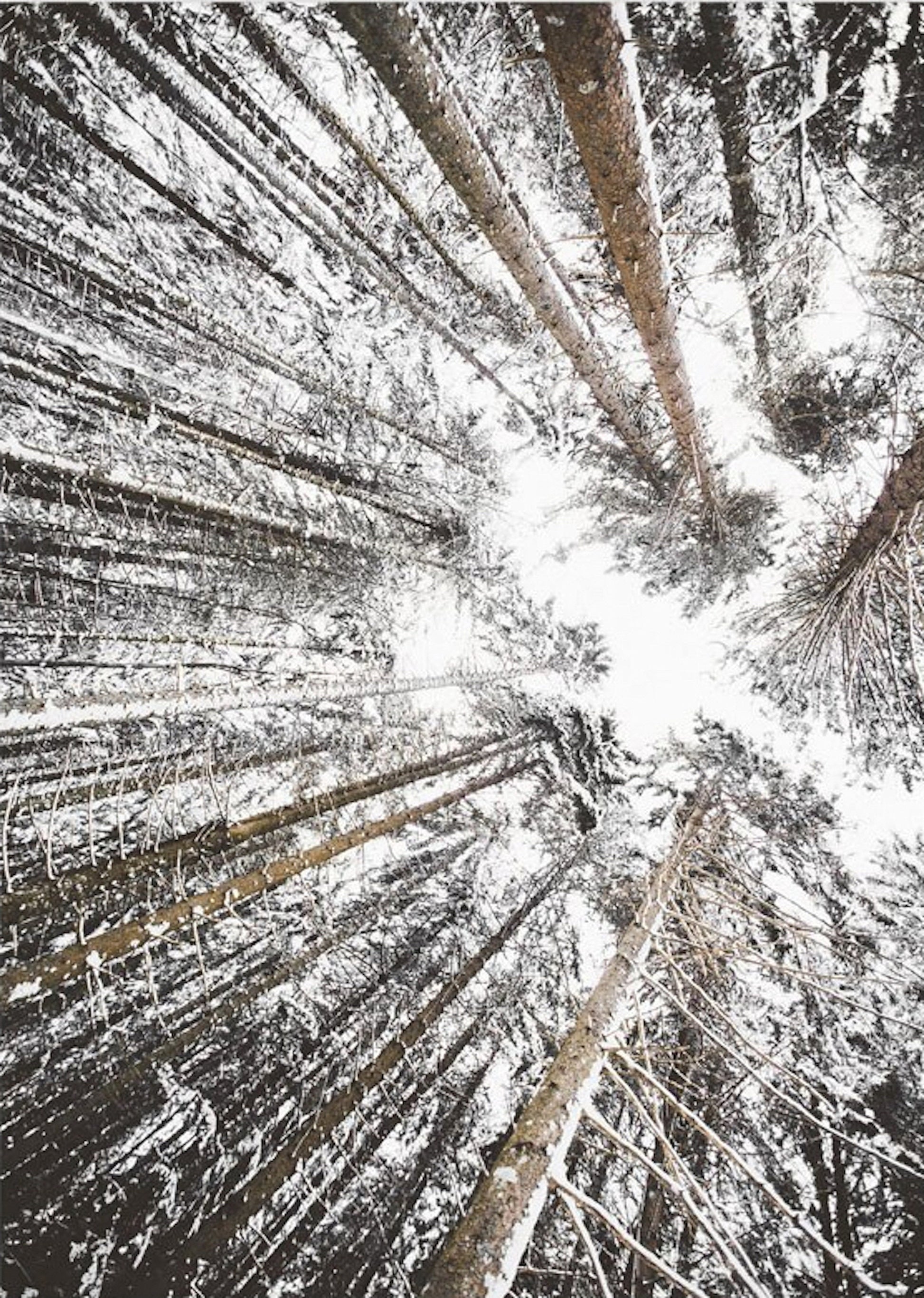 Blick von unten auf verschneite Tannen in einem Winterwald, der die winterliche Stimmung von unserem Poster "Winter Tannenzapfen Baumstämme Frostblätter" von justgoodmood einfängt.