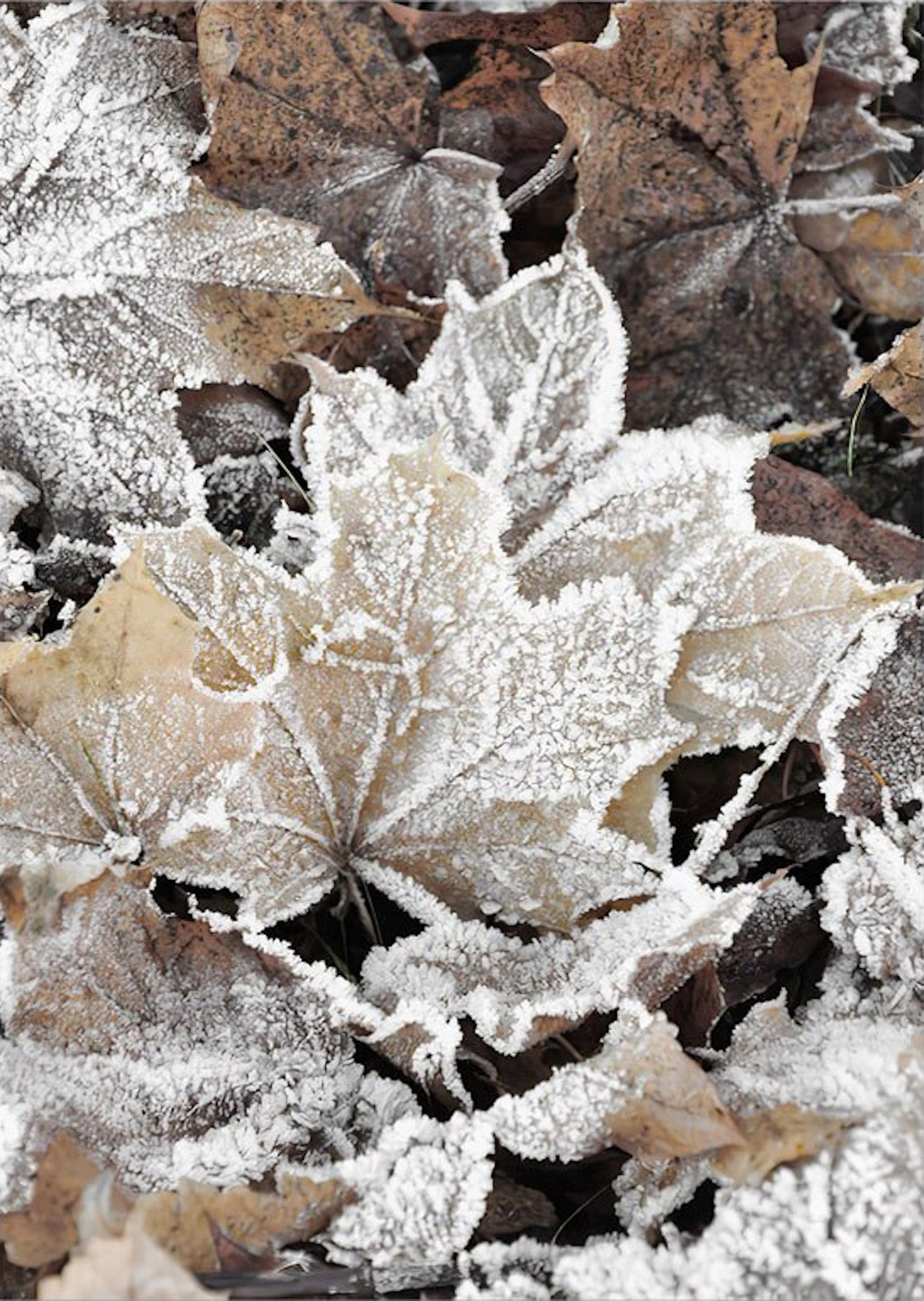 Frostige Blätter auf dem Boden, perfekt für winterliche Dekoration | Poster Winter Tannenzapfen Baumstämme Frostblätter von justgoodmood.