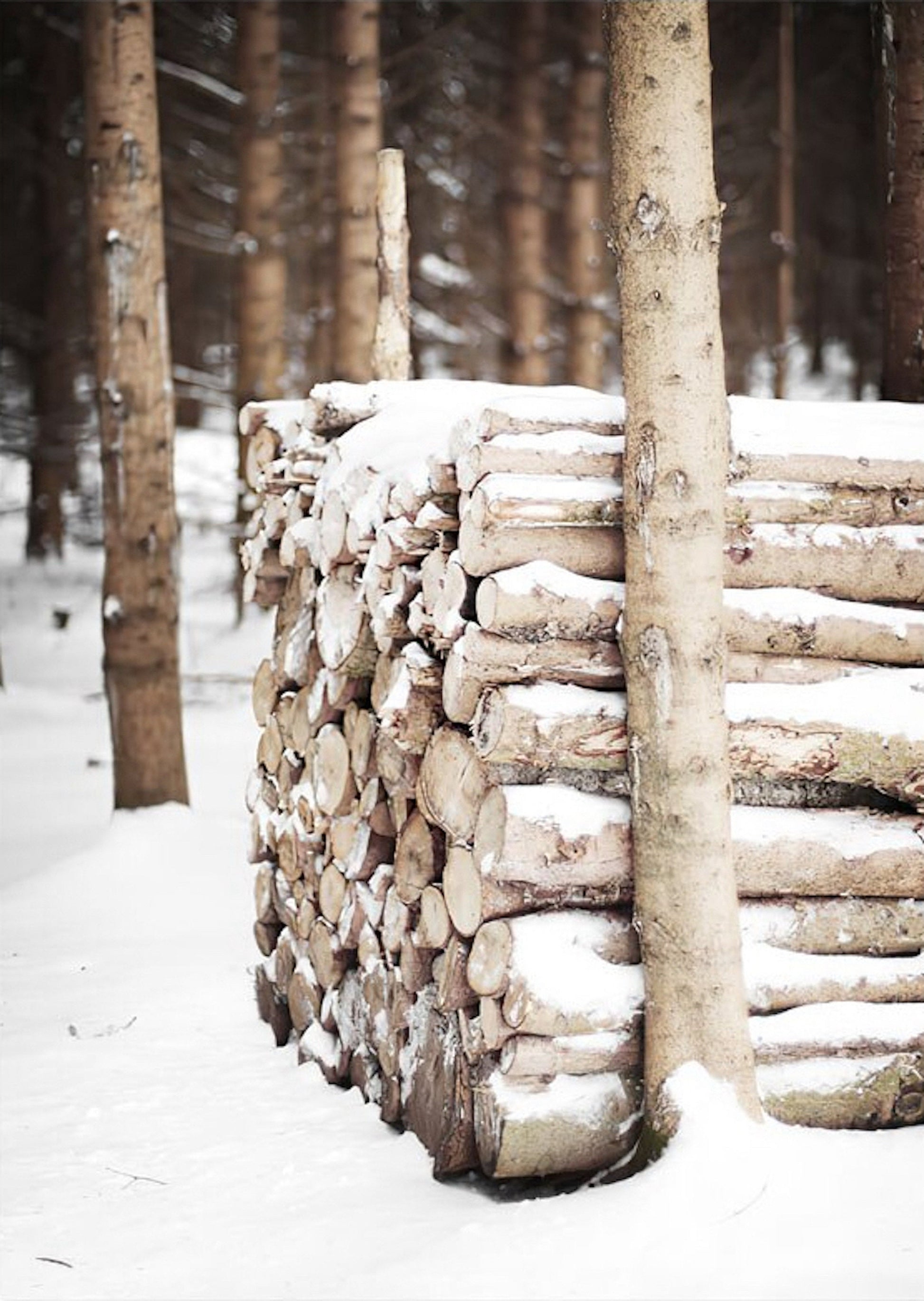 Angehäufte Holzblöcke im Winter, die rustikale Atmosphäre verkörpern, inspiriert von unserem Poster "Winter Tannenzapfen Baumstämme Frostblätter" von justgoodmood.