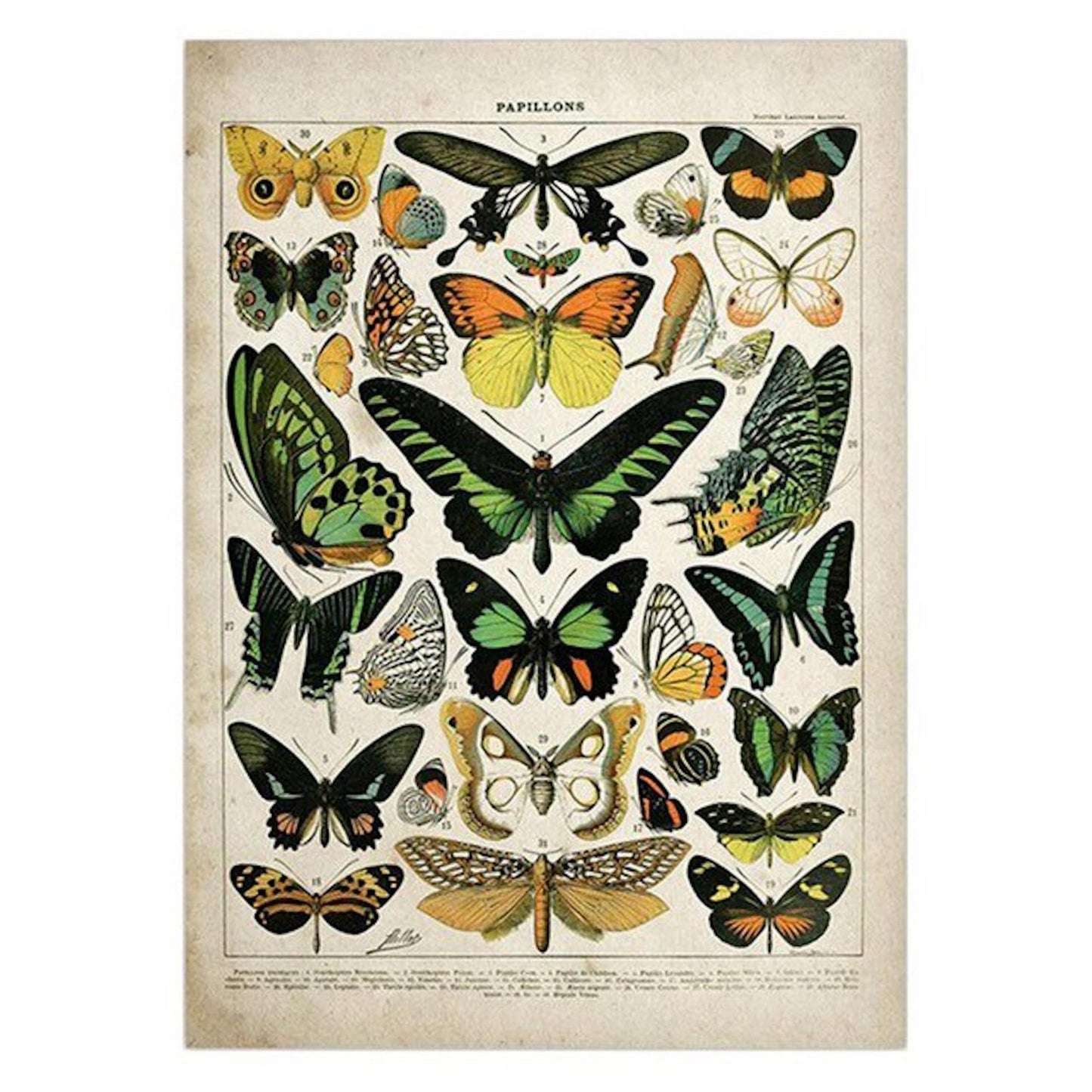 Poster insects butterflies mushrooms and flowers as a decorative print without a frame