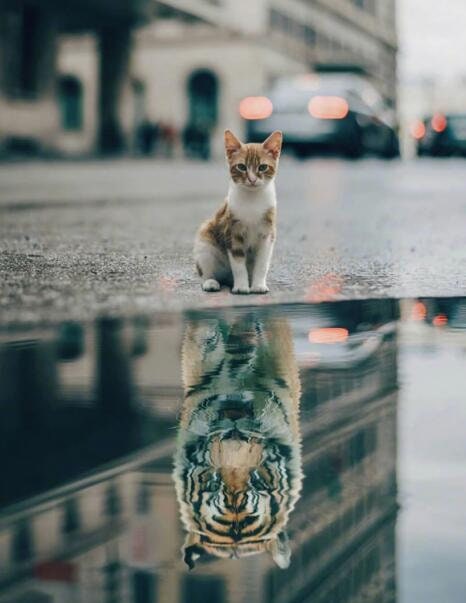 Entzückendes Poster von JustGoodMood mit dem Titel "Motivation Katze Löwe Wasser Spiegel"; eine Katze sitzt vor einer Pfütze und sieht ihren reflektierten Tiger.