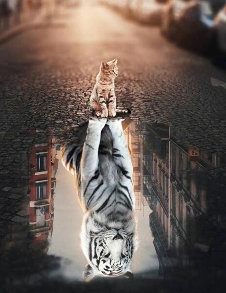 Ein kreatives Wandbild von JustGoodMood: "Motivation Katze Löwe Wasser Spiegel"; eine Katze auf der Straße spiegelt sich in einer Pfütze als majestätischer weißer Tiger.