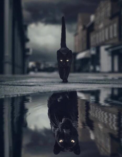 Poster Motivation Katze Löwe Wasser Spiegel I Wandbilder Wohnzimmer & Schlafzimmer I Deko Print Bilder I ohne Rahmen - justgoodmood