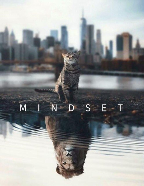JUSTGOODMOOD Poster Katze Löwe