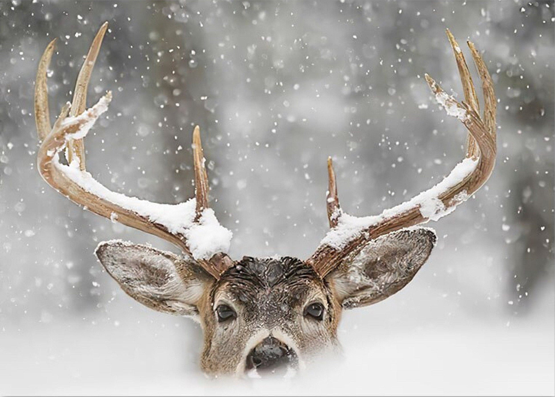 Poster Winter Holz Hütte im Schnee Rentier Tannenzapfen | Bilder Wohnzimmer | Wandbilder Schlafzimmer | Deko Print ohne Rahmen | Bilder Set - justgoodmood